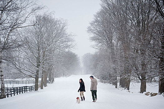 年轻,情侣,遛狗,雪中,遮盖,树林,后视图,安大略省,加拿大