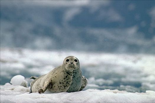 幼兽,斑海豹,浮冰,冰河湾国家公园
