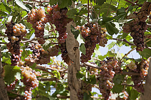 布扎克乡喀斯皮村的葡萄长廊,新疆和田县