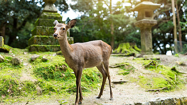 鹿,日本寺庙