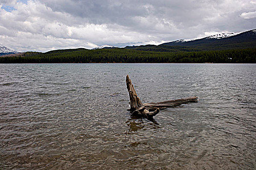 浮木,玛琳湖,碧玉国家公园,艾伯塔省,加拿大
