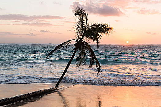 椰树,海浪,海滩,干盐湖,蓬塔卡纳,省,多米尼加共和国,加勒比