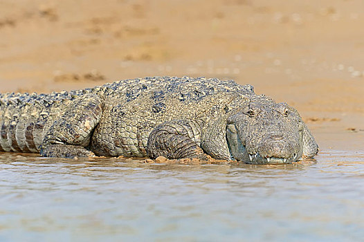 鳄鱼,印度,湿地,鳄属,躺着,岸边,北方邦,亚洲