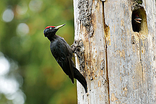 黑啄木鸟,巢穴,幼禽,国家公园,波兰,欧洲