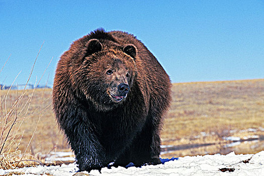 科迪亚克熊,棕熊,阿拉斯加