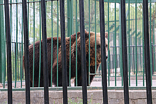 动物园的熊笼中的熊