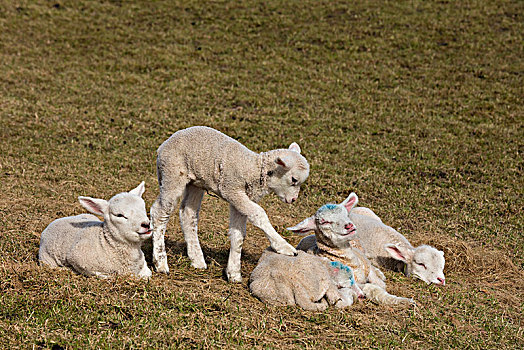 绵羊,羊羔,玩,草场,海利史虎格,诺德弗里斯兰德,石荷州,德国,欧洲