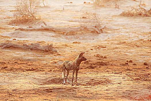 非洲野狗,博茨瓦纳