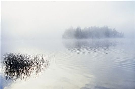 早晨,薄雾,海草,湖,岛屿,阿尔冈金,国家公园,安大略省,加拿大