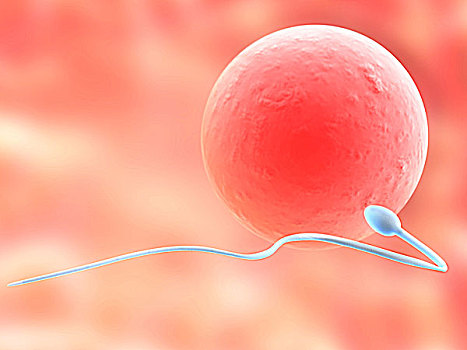 卵,细胞,精子