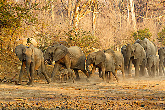 牧群,非洲象,急促,水坑,国家公园,津巴布韦