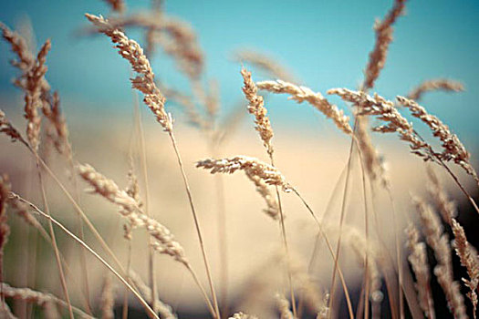 小麦,自然,农业
