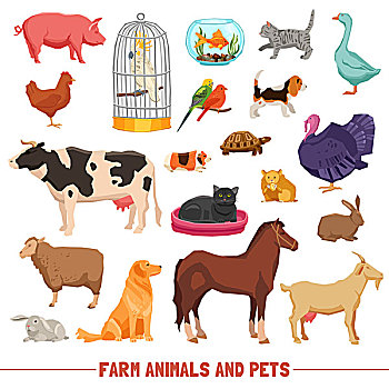 家畜,宠物,大,小,鸟,家,白色背景,背景,公寓,隔绝,矢量,插画