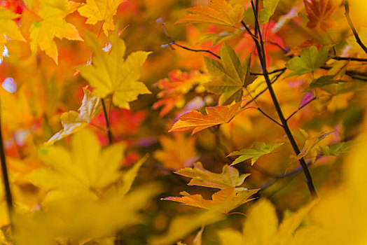 叶子,枫树,秋色,俄勒冈,美国,北美
