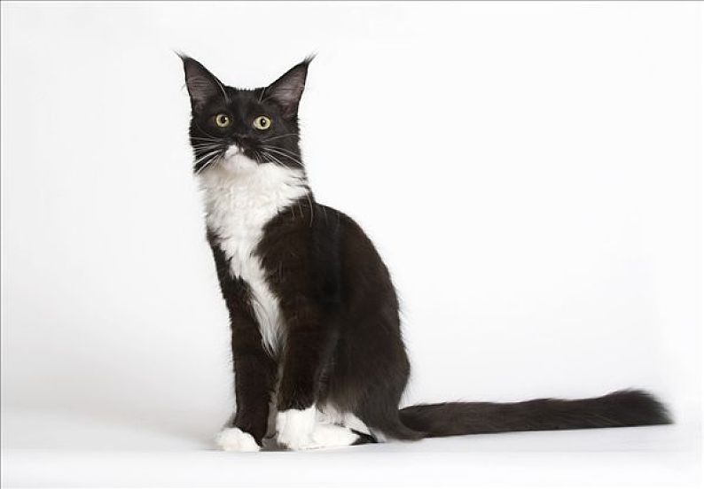 黑白_缅因_机灵_猫_高清图片_全景视觉