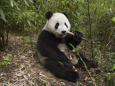 大熊猫,树林,中国