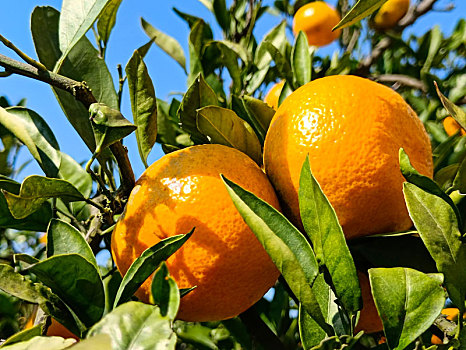 橘子,芦柑