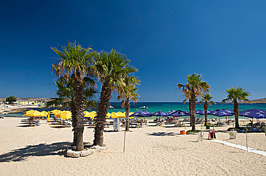 手掌,海滩,马耳他,欧洲