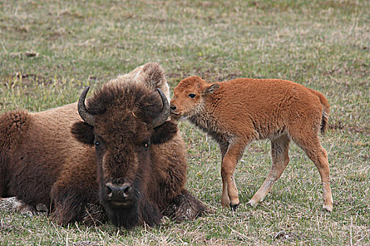 美洲野牛,野牛,幼兽,依偎,母亲,黄石国家公园,怀俄明
