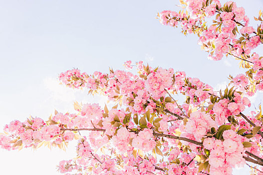春天开满樱花的枝头