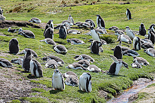巴布亚企鹅,福克兰群岛,一半,幼禽,幼儿园,热,正午