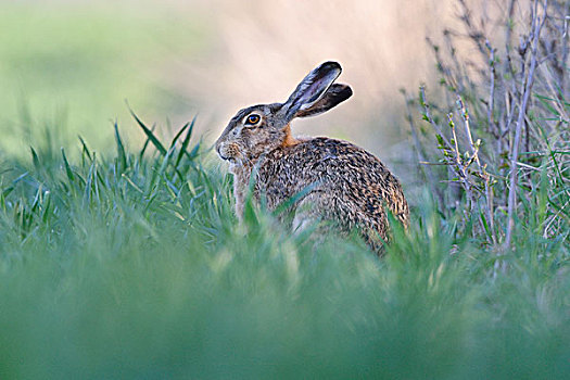 欧洲野兔,坐,边缘,地点,萨克森安哈尔特,德国,欧洲
