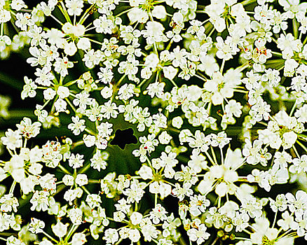 特写,白花