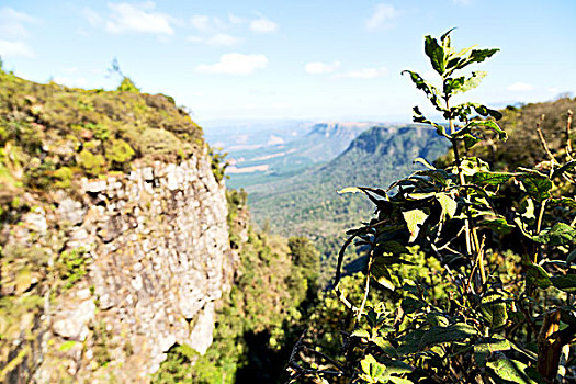 模糊,南非,布莱德河峡谷,植物,石头,水塘,水