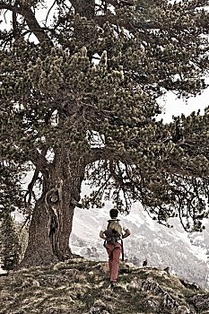 男人,远足,树,比利牛斯山脉,阿拉贡,西班牙