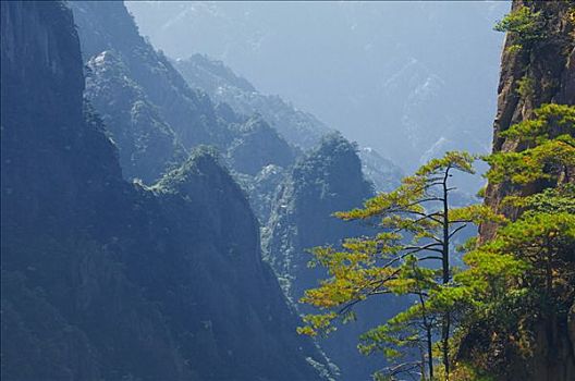 松树,白云,景色,区域,黄山,安徽,中国