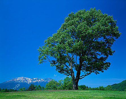 日本,橡树,山