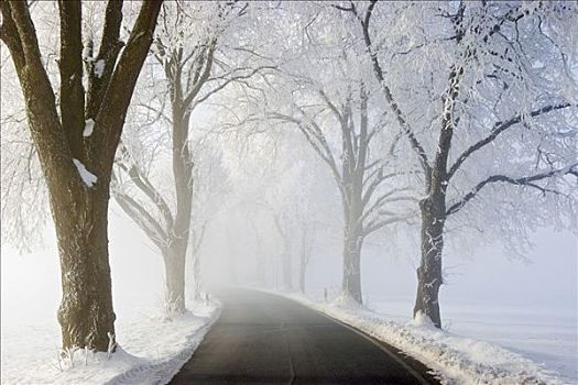 小路,冬天,雪,薄雾