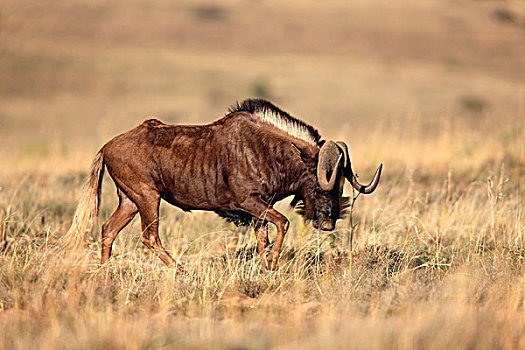 黑色,角马,成年,斑马山国家公园,南非,非洲
