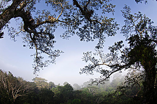 风景,上方,雨林,树荫,上面,树,国家公园,亚马逊雨林,厄瓜多尔,南美