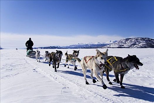 狗拉雪橇,团队,育空地区,加拿大