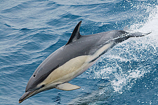 常见海豚,真海豚,跳跃,亚速尔群岛,葡萄牙