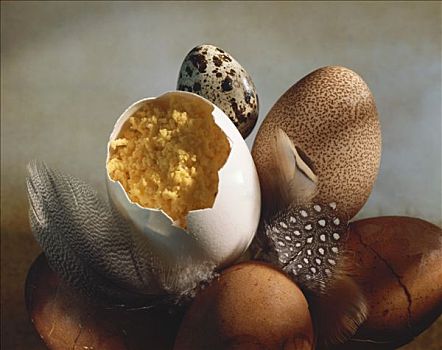 炒蛋,蛋壳,多样,蛋,羽毛