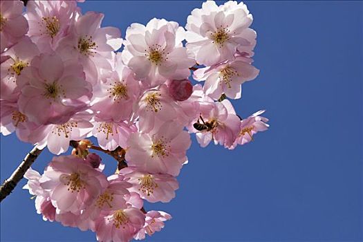 日本,樱桃,花,蜜蜂
