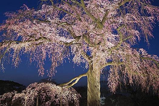 樱花,京都,京都府,关西,本州,日本