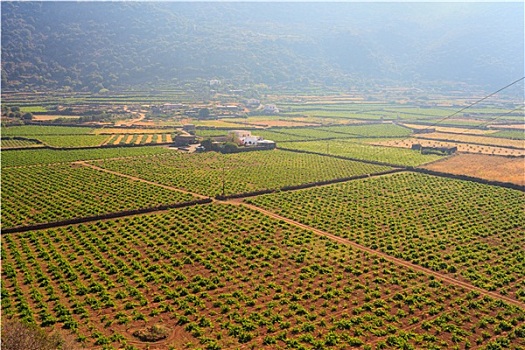 种植园,潘泰莱里亚