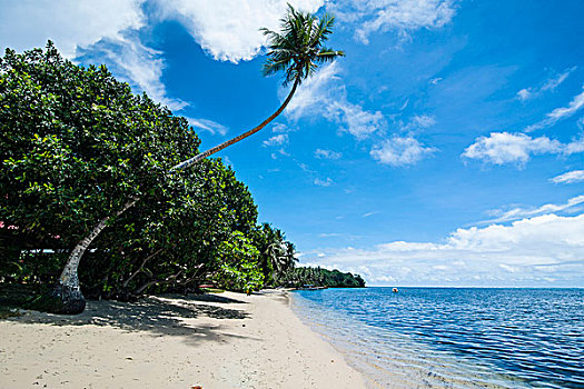 漂亮,白沙滩,棕榈树,雅浦岛,岛屿,密克罗尼西亚