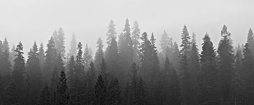 常青树,雾,顶峰,靠近,太浩湖,加利福尼亚