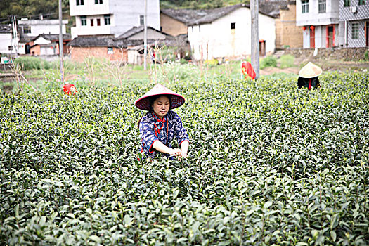 松阳茶场