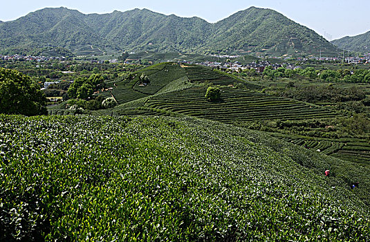 杭州龙坞茶镇茶园