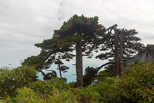 三清山奇松