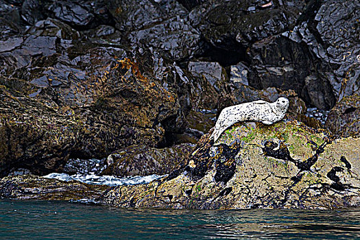 斑海豹,奇奈峡湾国家公园,阿拉斯加,美国