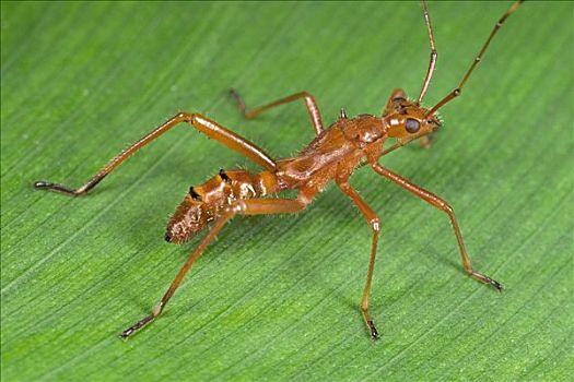 昆虫,模仿,蚂蚁,异翅亚目,哥斯达黎加