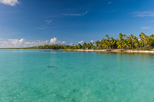 棕榈树,沙滩,青绿色,水,土阿莫土群岛,法属玻利尼西亚,大洋洲