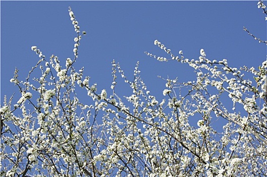 盛开,樱桃树,春天