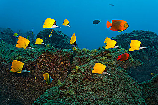 鱼群,黄色,刺蝶鱼,游动,高处,岩石,礁石,岛屿,靠近,索科罗镇,群岛,墨西哥